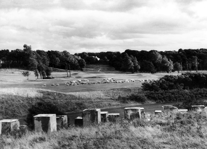 Longniddry Golf Course, 1950s, with a flock of resident sheep. The tank traps in the foreground were supposed to hinder any German invasion in the second world war. Almost all have now been removed (A&J Gordon)